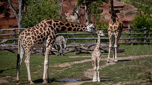 �iraf� sami�ka z pra�sk� zoo dostala jm�no Johanka.(10. sprna 2024)