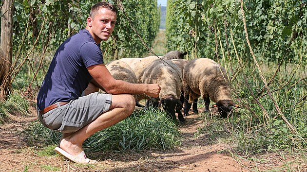 Na chmelnici u obce B�sno na �atecku jsou od �ervna do srpna k vid�n� ovce. Sp�saj� rostliny v mezi�ad� a okusuj� i n�zkopolo�en� listy chmele. Krom� toho ovce chmelnici tak� p�irozen� hnoj�. Na sn�mku je David Nesvadba ze spole�nosti Arix Czech Hop.