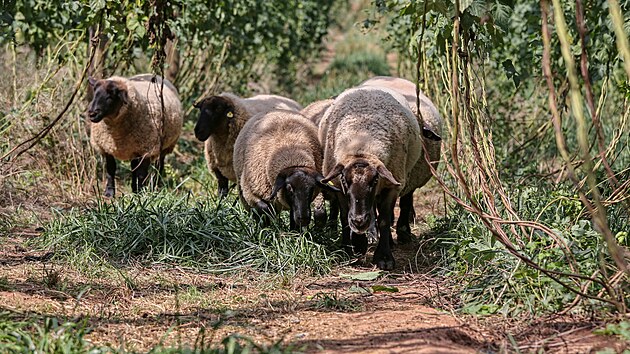 Ovce na chmelnici u obce B�sno na �atecku.
