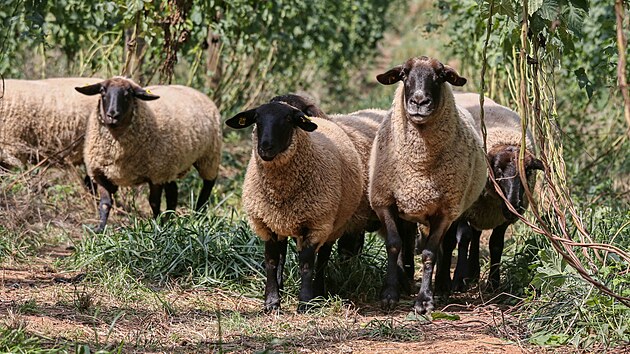 Ovce na chmelnici u obce B�sno na �atecku