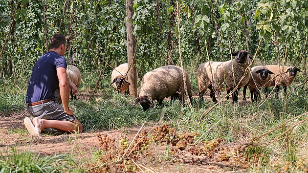 Na chmelnici u obce B�sno na �atecku jsou od �ervna do srpna k vid�n� ovce. Sp�saj� rostliny v mezi�ad� a okusuj� i n�zkopolo�en� listy chmele. Krom� toho ovce chmelnici tak� p�irozen� hnoj�. Na sn�mku je David Nesvadba ze spole�nosti Arix Czech Hop.
