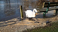 Pohled na splaky vyplavené na behu Teme ve mst Datchet v Anglii (15. ledna...