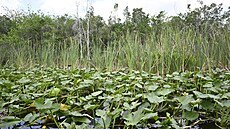 Národní park Everglades na Florid� (7. kv�tna 2024 )