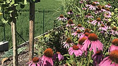 Oblíbená echinacea neboli t�apatka