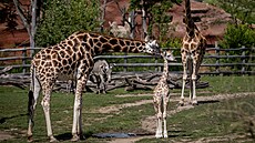 �irafí sami�ka z pra�ské zoo dostala jméno Johanka.(10. sprna 2024)