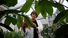 Výzkumnice Ellen Graberová z Volcaniho institutu ukazuje nov� vy�lecht�nou...