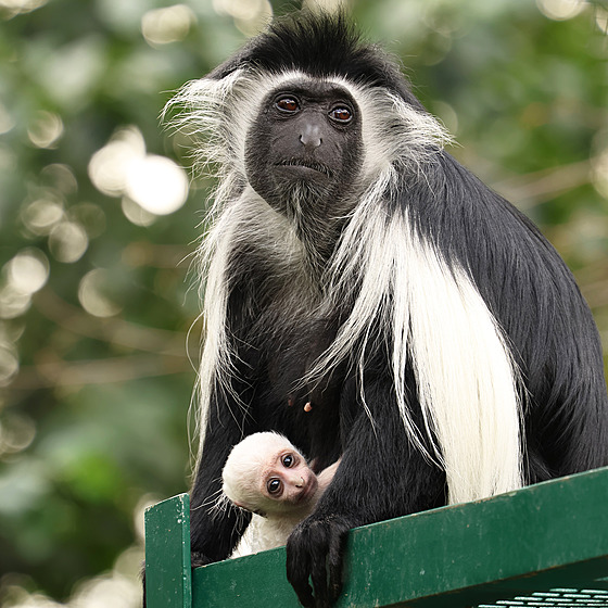 V plze�ské Zoologické a botanické zahrad� se 15. srpna narodilo mlád� guerézy...