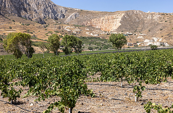 Vinice s odr�dou Assyrtiko na ostrov� Santorini