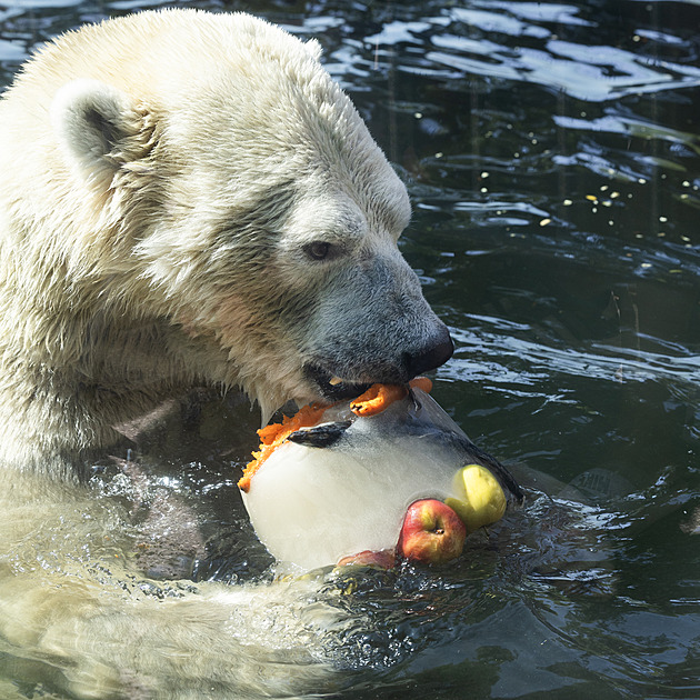 Když zvířata mlsají. Zmrzlinou se v pražské zoo osvěžili medvědi i opice