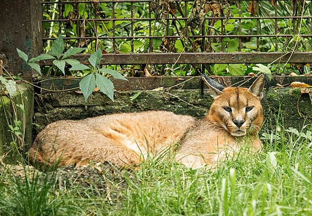 Ostravská zoo má po letech karakala. Samce získala  od organizace zabavující...