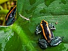 Pro svou barevnost jou opravdu nep�ehlédnutelné, p�itom se jejich zbarvení m��e...