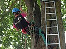 Praktickou st tahov zkouky ml na starosti arborista Daniel Stach (na...