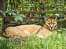 Ostravsk zoo m po letech karakala. Samce zskala  od organizace zabavujc...