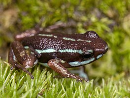 Batrachotoxin je zhruba patnáctkrát úinnjí ne kurare a v souasnosti...