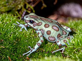 A do poloviny záí máte jedinenou monost v Galerii Goárovy domy v Zoo Praha...