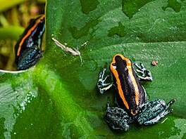 Pro svou barevnost jou opravdu nepehlédnutelné, pitom se jejich zbarvení me...