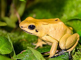Smrteln jedovatých pralesniek, které pedstavují nebezpeí i pro lovka, je...
