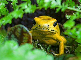 Na výstav zjistíte, e jsou opravdu nevelké i zcela miniaturní a najdete mezi...