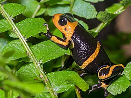 Vtina pralesniek je zemních, pípadn obývají podrost pralesních velikán....