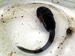 Na rozdíl od jiných druh ab  jejich rodiovské povinnosti koní nakladením...