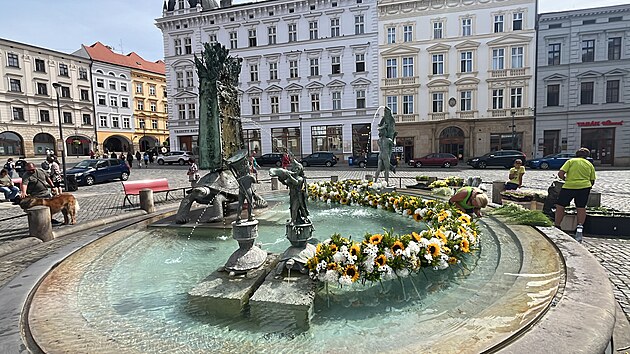 Kvtiny vyskldan ve tvaru Hogardovy kivky zdob od tvrtka 22. srpna Arionovu kanu na olomouckm Hornm nmst.