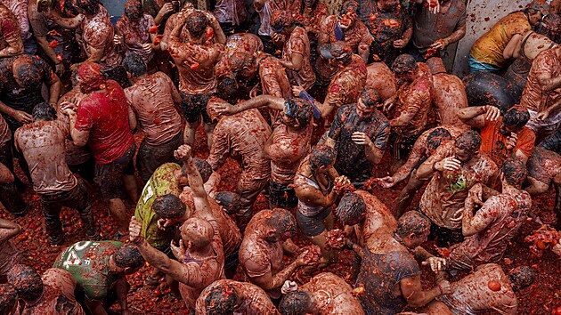 Celkem sedm kamion pivezlo 120 tun rajat na leton ronk slavn rajatov bitvy La Tomatina ve panlsk vesnici Buol pobl Valencie. 