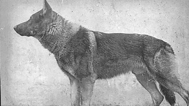 Prvn� generace k��enc� Kazan z Pohrani�n� str�e (Lejdy x Bojar).