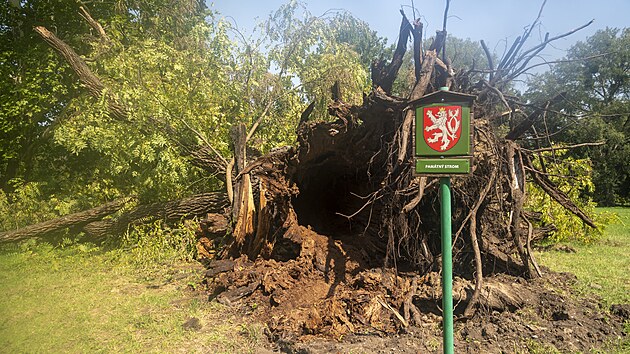 Vtr vyvrtil pamtn oek v zmeck zahrad v Kvasicch na Kromsku. Jeho st se odhaduje na 230 let. V roce 2017 se stal Stromem roku. (srpen 2024)