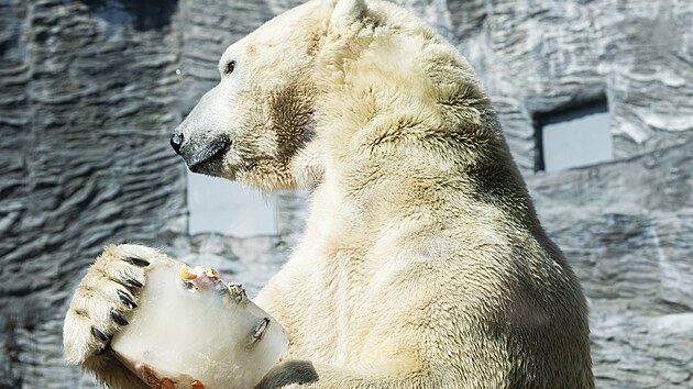 Zvata v prask zoo mla zmrzlinov den. Ledn medvdi dostali zmrzlou dobrotu s rybami a jablky. (24. srpna 2024)