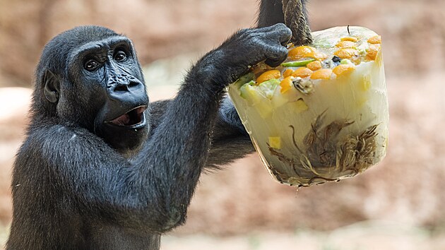 Zvata v prask zoo mla zmrzlinov den. Na zmrzl dobrot si pochutnaly i gorily ninn Duni a Mobi. (24. srpna 2024)