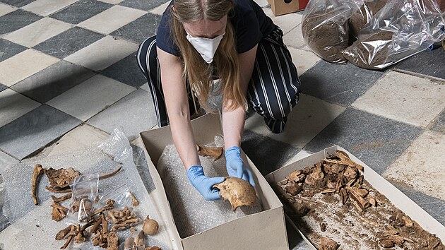 K antropologickmu zkoumn archeologov odeslali z Baziliky Nanebevzet Panny Marie v Brn kostern pozstatky lechtice Jindicha z Lip. Doufaj, e se dozvd nco o jeho zrannch. A e se rozkluje, komu patilo nkolik dalch kost nalezench v jeho hrob.