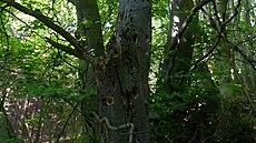 ��úrnica je místem s výjime�nou divokou p�írodou. Ochránci p�írody vykupují...