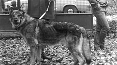 K�í�enec t�etí generace Lord z Pohrani�ní strá�e