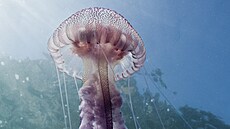 Turistická stediska na Costa Brava na severovýchod panlska se potýkají s...