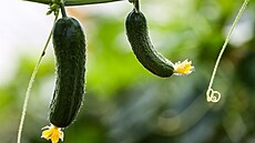 okurka salátová rostlina plodina recept pole p�stování