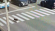 Pes pobíhal v ranní �pi�ce po k�i�ovatce u bud�jovického výstavi�t�.