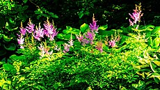 Stín nebo alespo polostín, to kadá rostlina nedá. echravy to zvládají s...