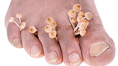 Ilustra�ní fotografie