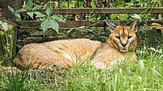 Ostravská zoo má po letech karakala. Samce získala  od organizace zabavující...