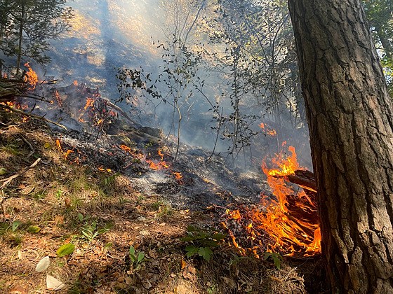 V oblasti pod Tomá�ovským výhledem ho�elo, po�ár nahlásil náhodný turista....