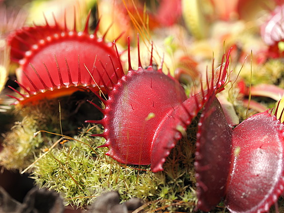 V Jiho�eském muzeu za�ala prodejní výstava maso�ravých rostlin