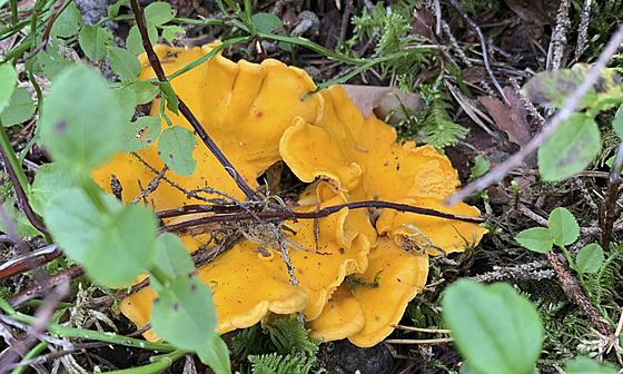 Houba li�ka nalezena ve Stockholmu (31. �ervence 2021)