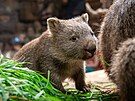 Mersey pat�í bezesporu k t�m nejroztomilej�ím obyvatel�m Zoo Praha. Náv�t�vníky...