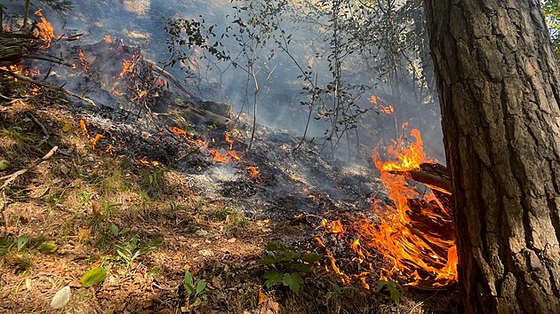 V oblasti pod Tom�ovsk�m v�hledem ho�elo, po��r nahl�sil n�hodn� turista. Hasi�i a z�chran��i po��r lokalizovali.