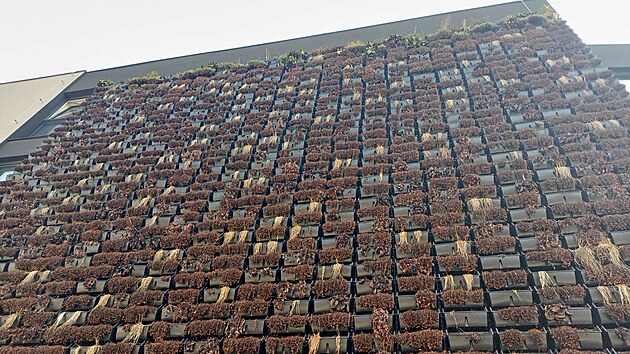 Green Wall je rezidenn dm v lukrativn st Olomouce  Hejn. Zelen fasda ovem v kvtnu uschla.