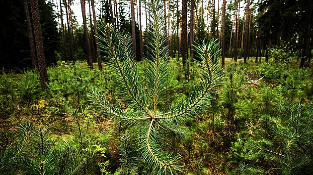 ilustran snmek