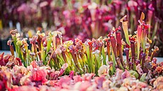 V Jiho�eském muzeu za�ala prodejní výstava maso�ravých rostlin