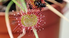 V Jiho�eském muzeu za�ala prodejní výstava maso�ravých rostlin