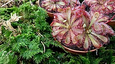 V Jiho�eském muzeu za�ala prodejní výstava maso�ravých rostlin