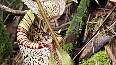 V Jiho�eském muzeu za�ala prodejní výstava maso�ravých rostlin